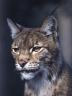 Lynx
